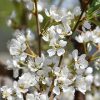 Toka Plum #5 - Image 2